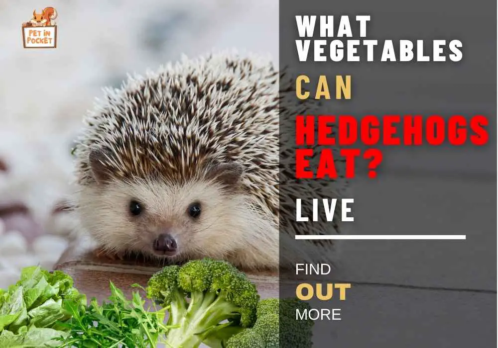 What Vegetables Can Hedgehogs Eat