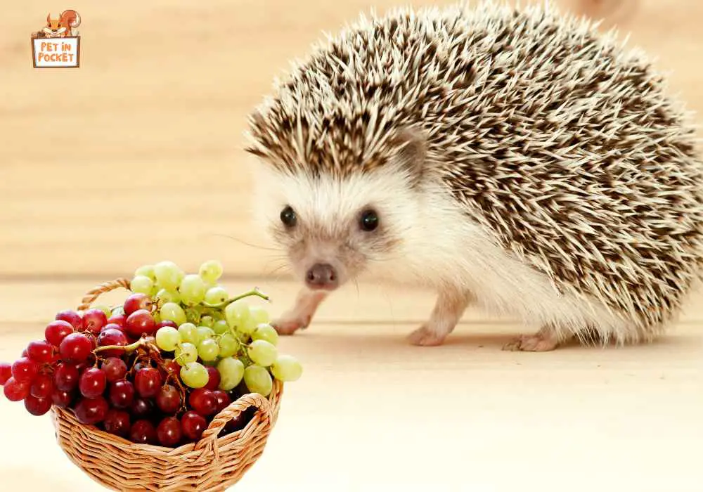 What to Do If  Hedgehogs Accidentally Eat Grapes