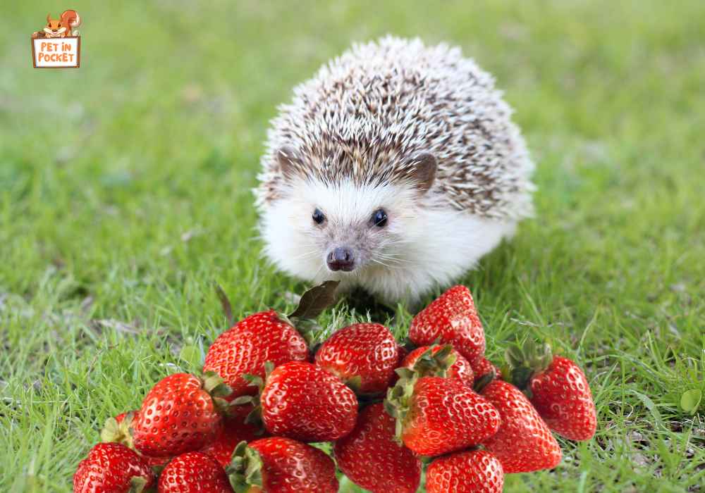 What types of Strawberry can a Hedgehog Have