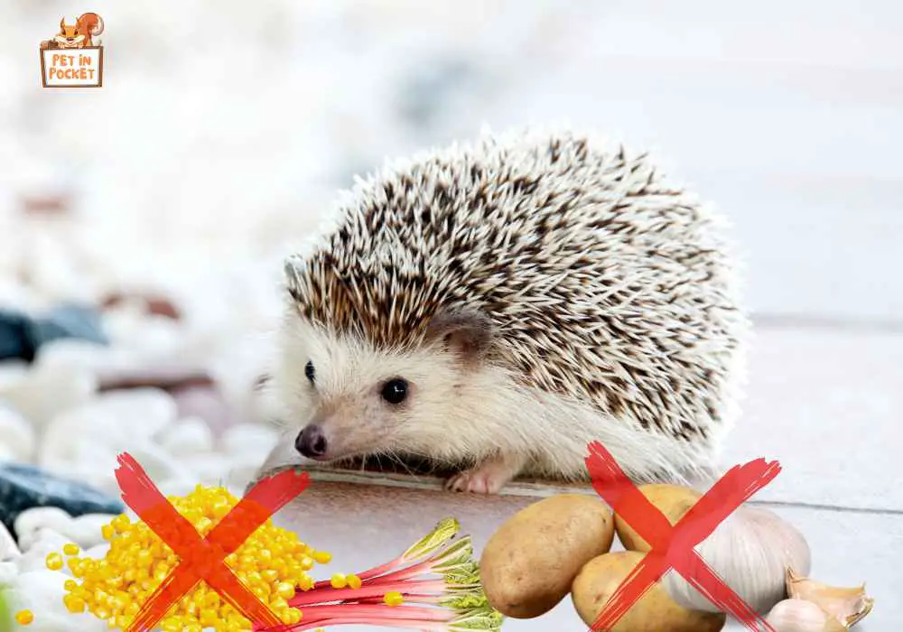 Which Vegetables Are Bad for Hedgehogs