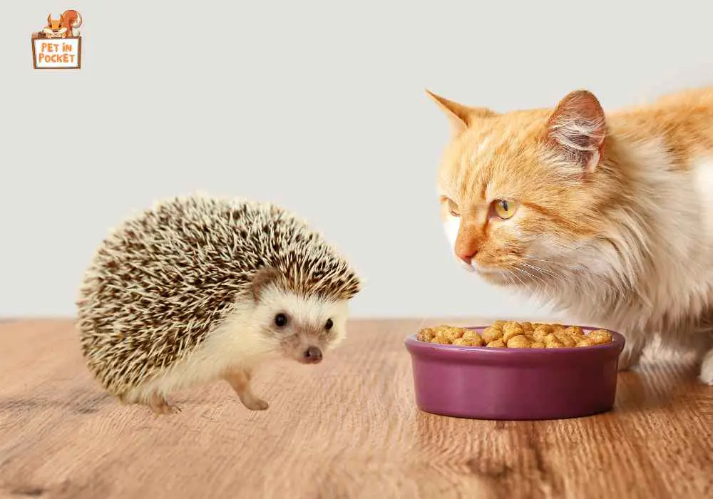 Will Hedgehogs Eat Cat Food