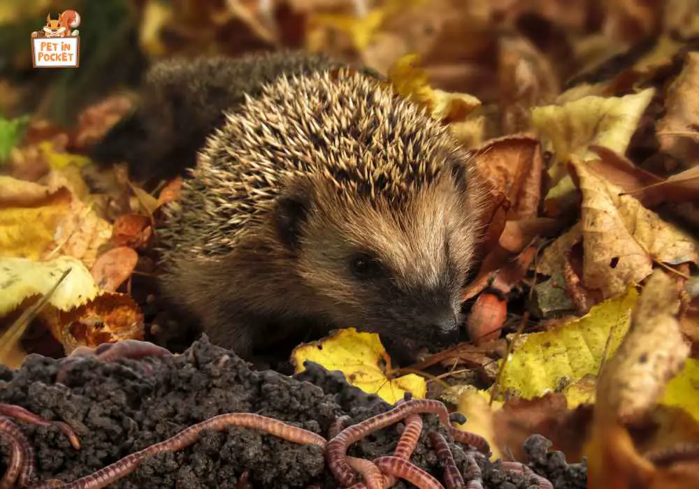 Animal Protein Sources for African Pygmy Hedgehogs