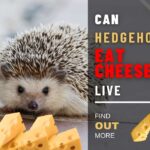 Can Hedgehogs Eat Cheese? A Big Red Flag in Your Hedgie’s Diet 