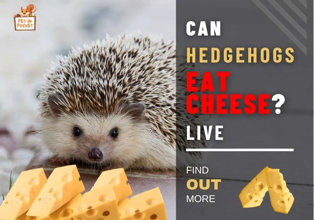 Can Hedgehogs Eat Cheese