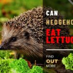 Can Hedgehogs Eat Lettuce? Alternative Greens for Tiny Hedgies 