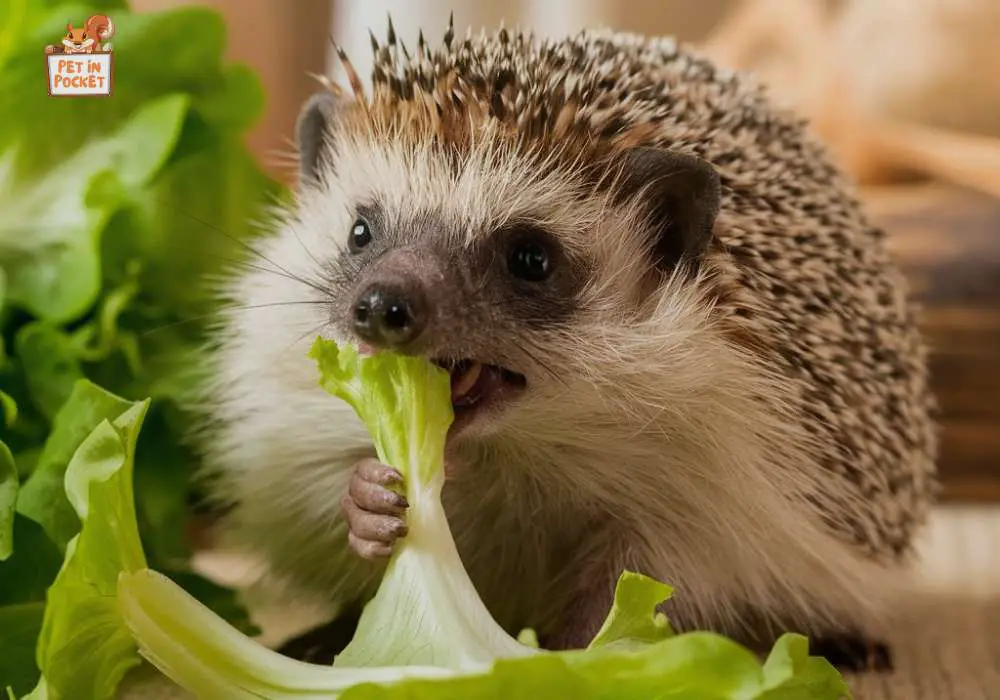 Can Hedgehogs Eat Lettuce Seeds