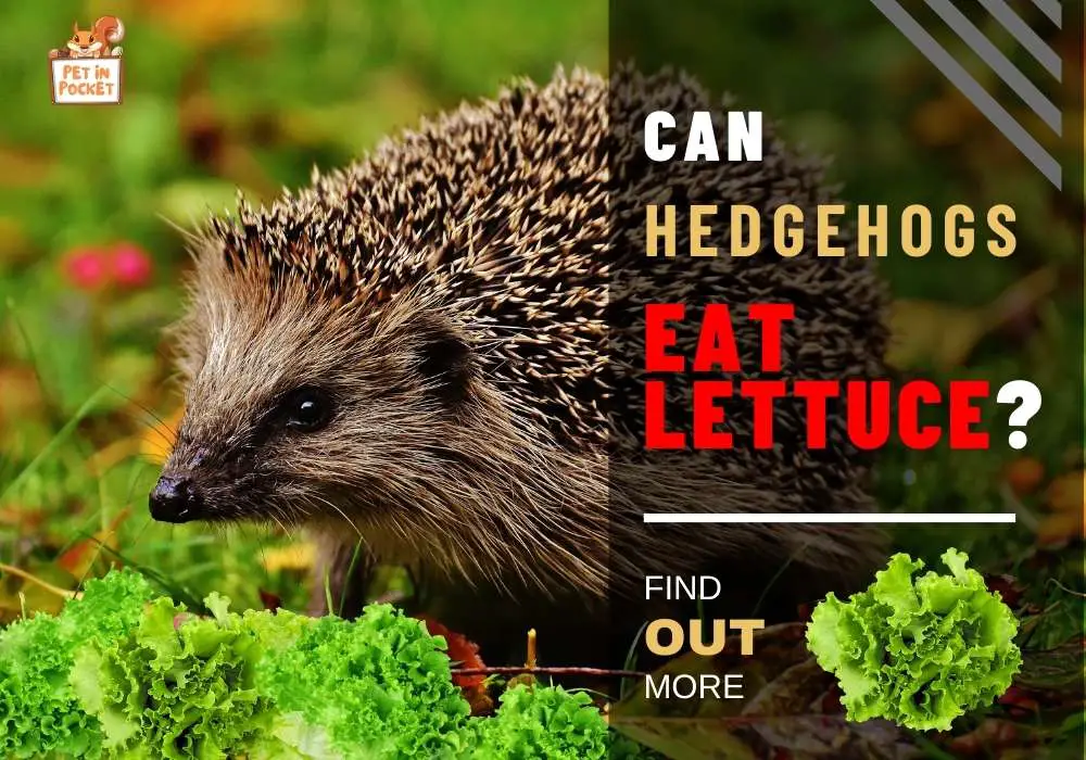 Can Hedgehogs Eat Lettuce