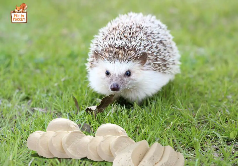 Can Hedgehogs Eat Mozzarella Cheese