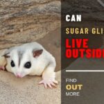 Can Sugar Gliders Live Outside: Everything You Need To Know