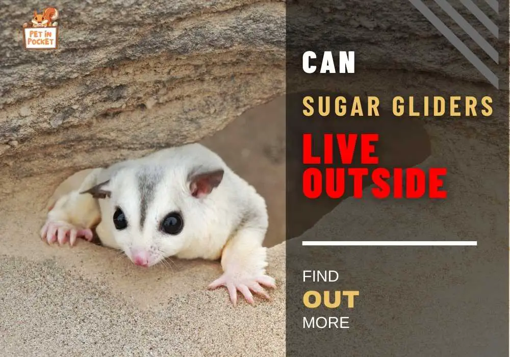 Can Sugar Gliders Live Outside