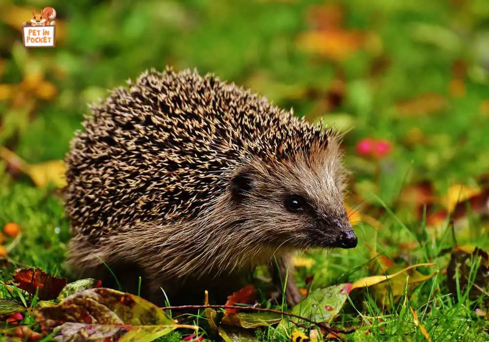 Do African Pygmy Hedgehogs Eat Vegetables