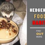 Hedgehog Food Habits: What and What Not to Feed Your Hedgies 