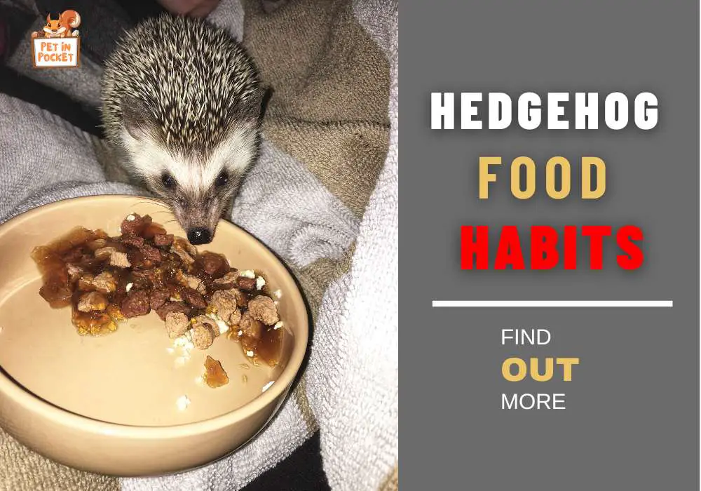 Hedgehog Food Habits: What and What Not to Feed Your Hedgies 