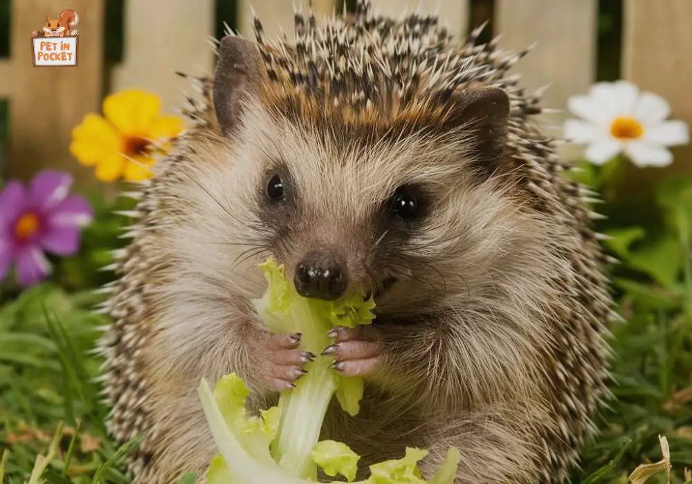 How Much Lettuce Is Safe for Hedgehogs