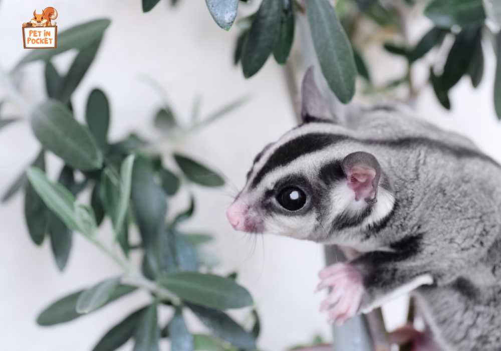 How To Keep The Captive Sugar Gliders Outside