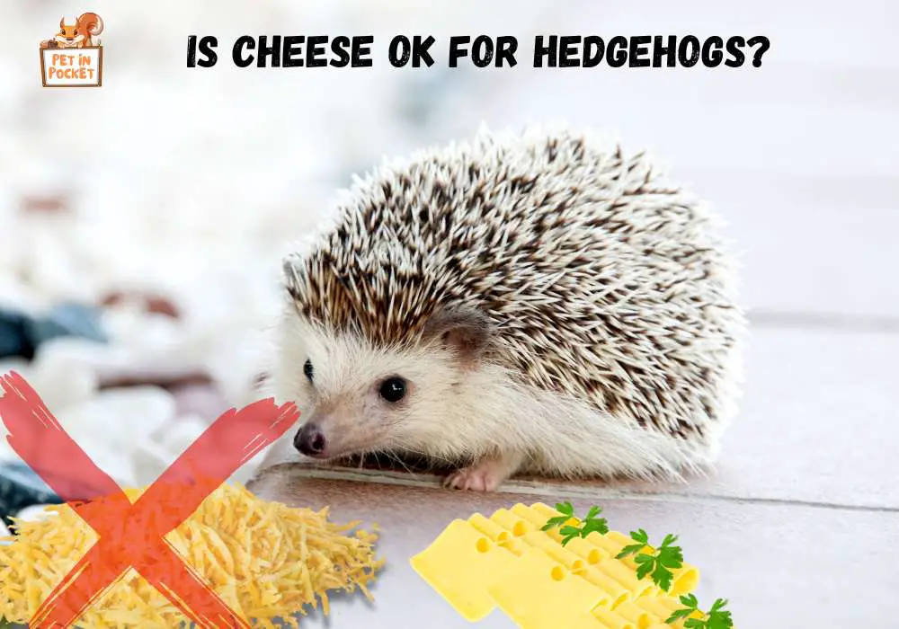 Is Cheese OK for Hedgehogs