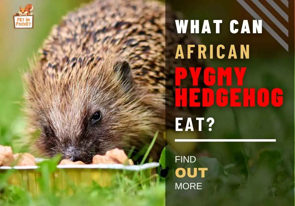 What Can African Pygmy Hedgehogs Eat A Fool-proof Diet Chart