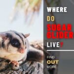 Where Do Sugar Gliders Live?