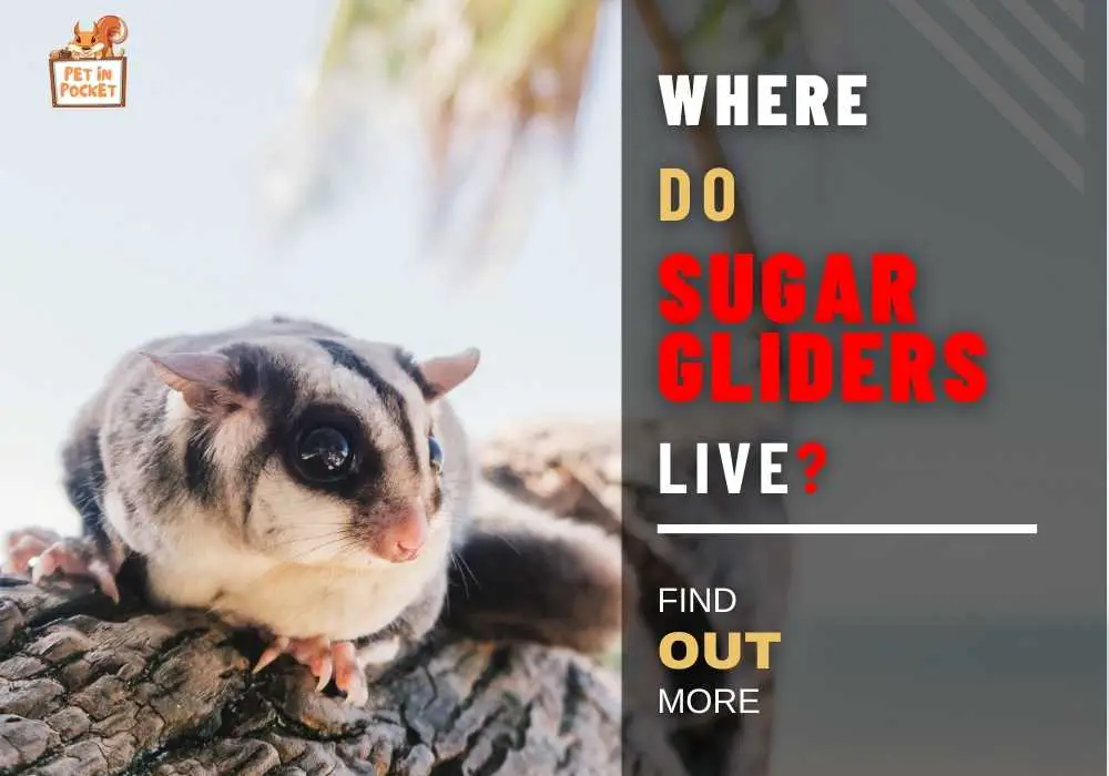 Where Do Sugar Gliders Live