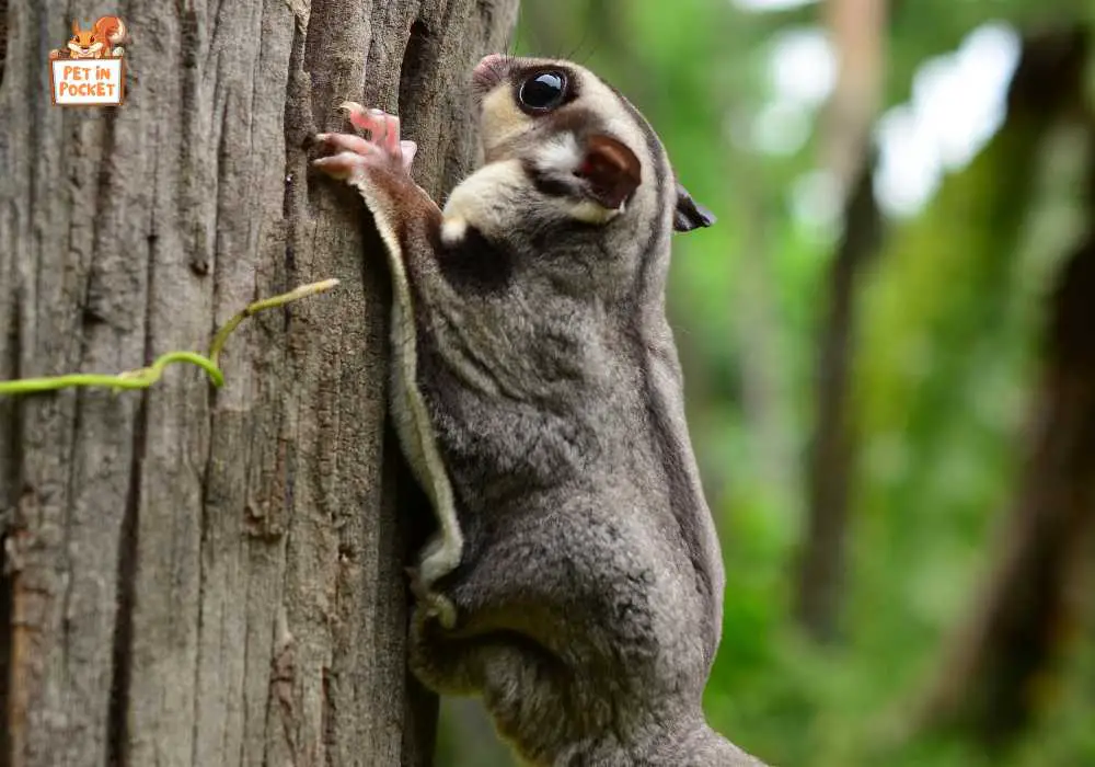 Which Type of Sugar Gliders Can Live Outside 